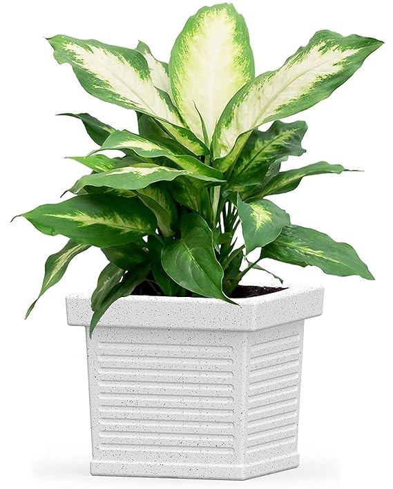 eOnekart Exclusive Beautiful Square Eco-friendly Polyethylene Decorative Leafy and Flowering Pot/Planter/Gamla for Indoor and Outdoor for Home/Balcony/Office /Living Room- White | Black