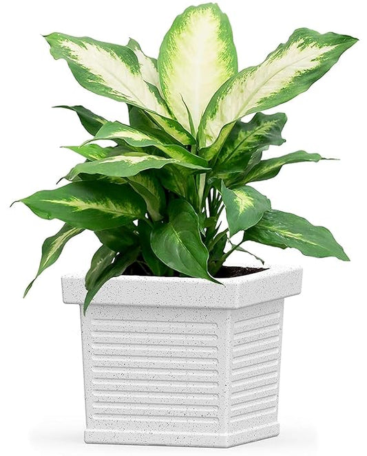 eOnekart Exclusive Beautiful Square Eco-friendly Polyethylene Decorative Leafy and Flowering Pot/Planter/Gamla for Indoor and Outdoor for Home/Balcony/Office /Living Room- White | Black